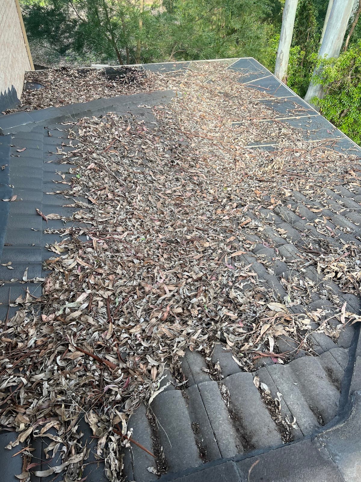 Gutter packed solid with dry leaves before cleaning